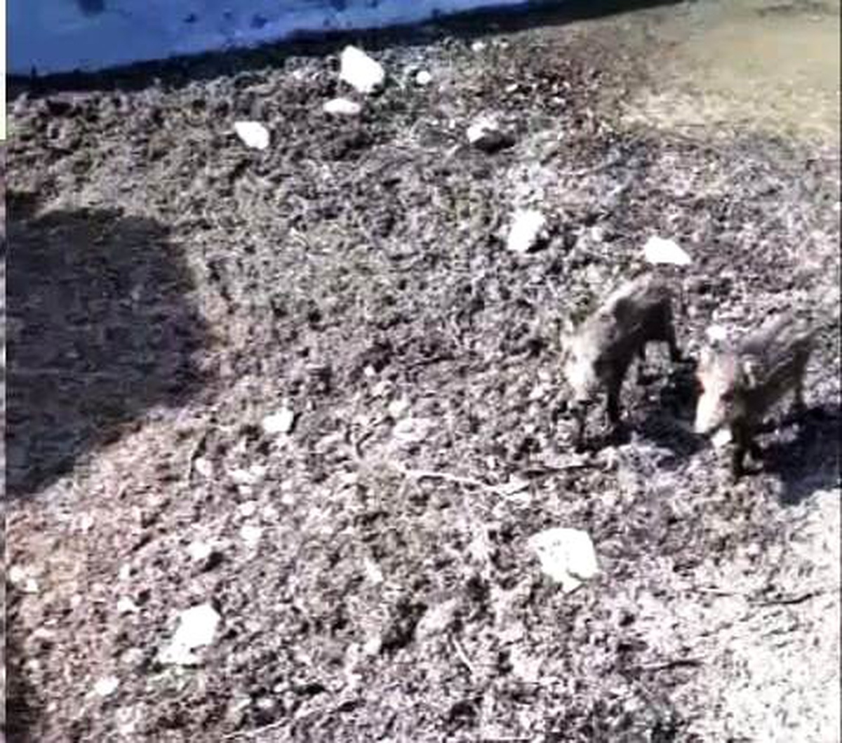 Girdikleri havuzdan çıkamayan iki domuz yavrusu kurtarıldı
