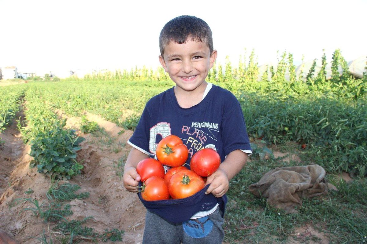 Havalar ısındı, üreticinin yüzü güldü