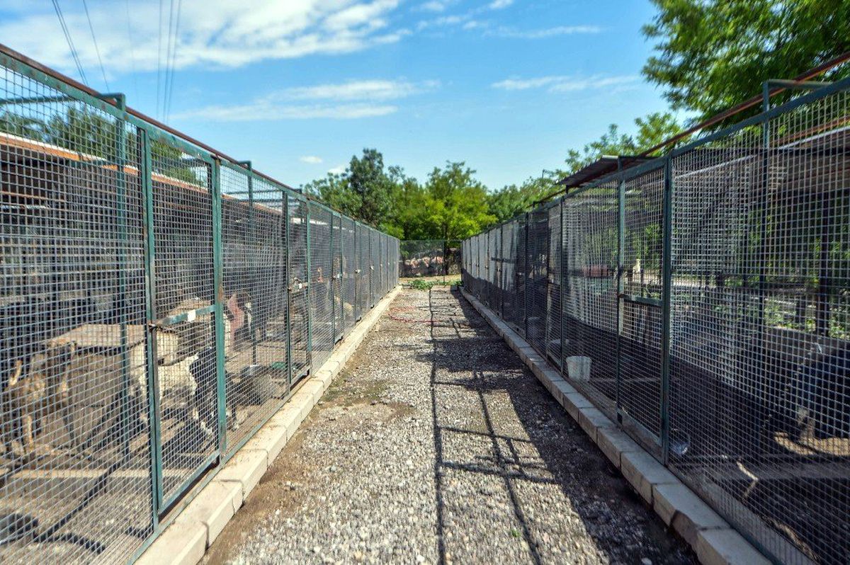 Hayvanseverler Başkent\'te sokak hayvanları için buluşacak