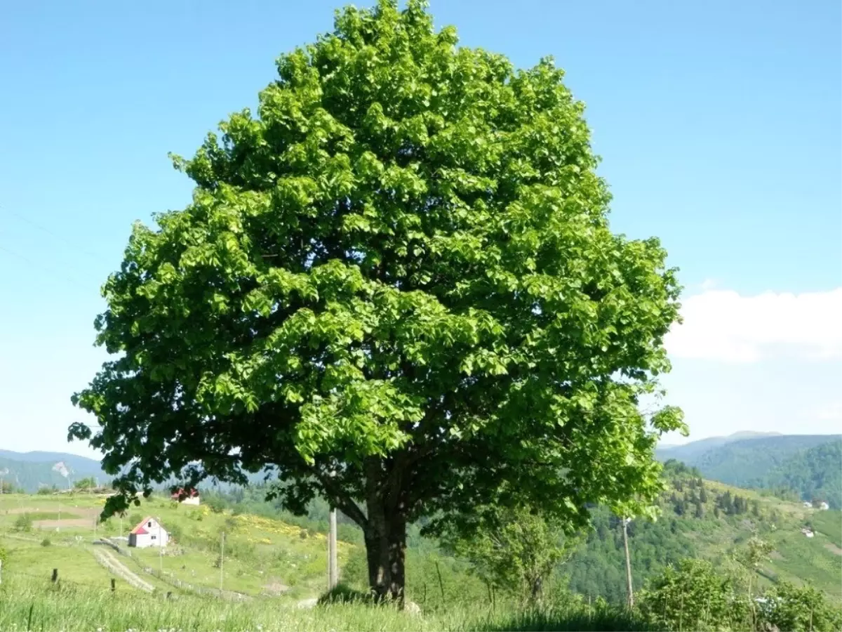 Ihlamur toplarken ağaçtan düştü