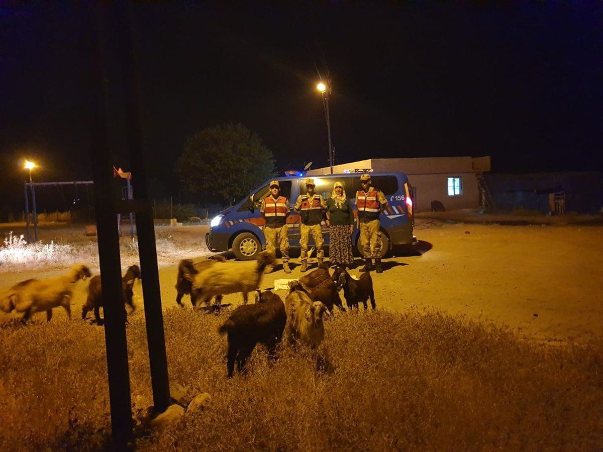 Kaybolan koyunları jandarma buldu