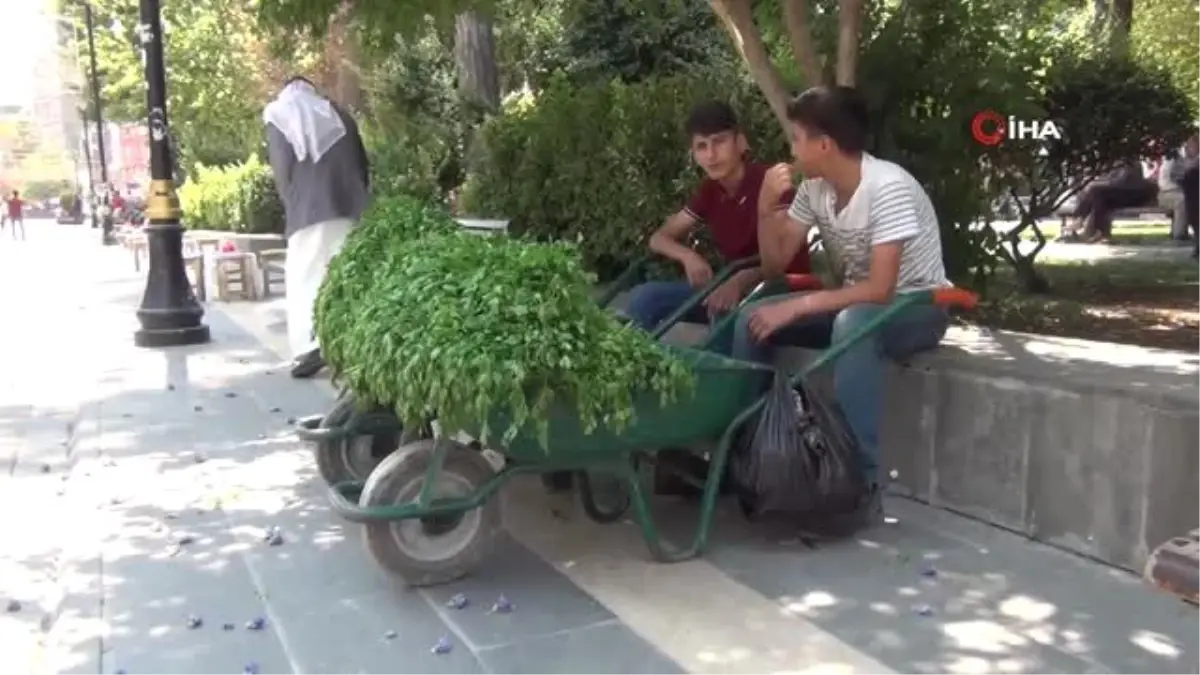 Köyde topladıkları maydanozları satıp harçlıklarını çıkarıyorlar