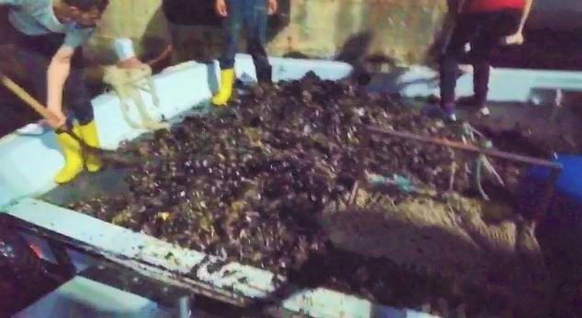 Tekirdağ\'da bir tekne dolusu kaçak midye ele geçirildi