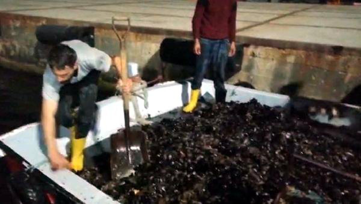 Tekirdağ\'da kaçak avlanan 400 kilo midye ele geçirildi