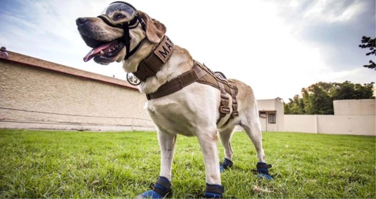 Ünlü Meksikalı kurtarma köpeği, dokuz yıl görev yaptıktan sonra emekliye ayrıldı
