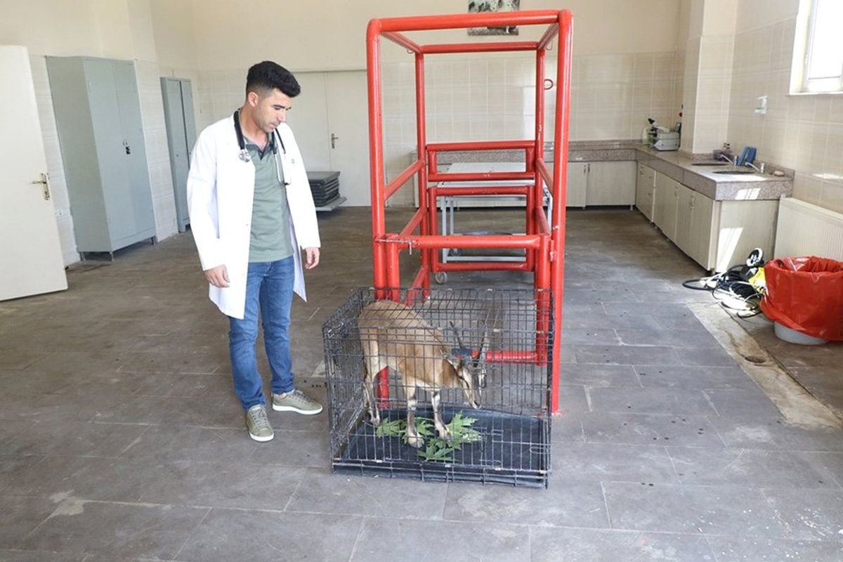 Yaralı dağ keçisi tedavi edildi