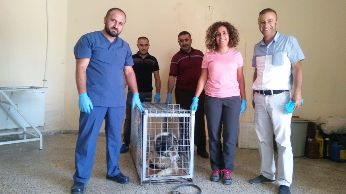 Yürümeyen köpek sağlığına kavuştu