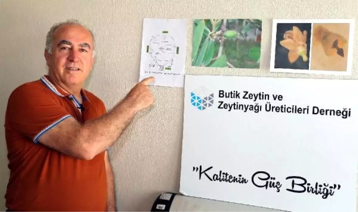 Zeytinde mantar uyarısı