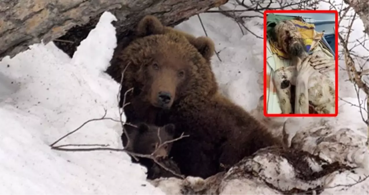 Ayının mağarada esir aldığı adam, 1 ay boyunca idrarını içerek hayatta kaldı