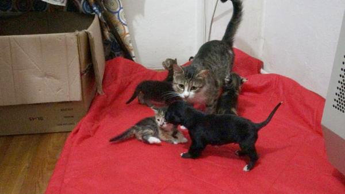 Annesi telef olan yavru köpeği, \'Prenses\' isimli kedi emziriyor