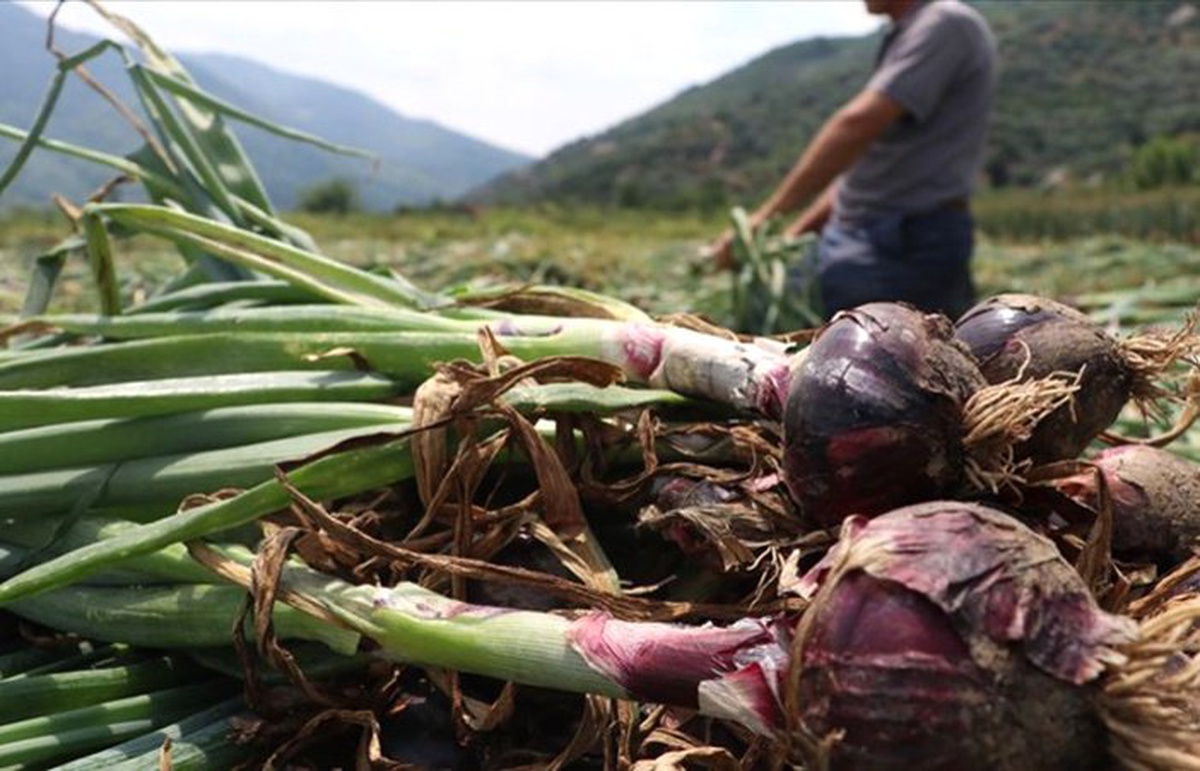 Avrupa ve Orta Doğu ülkelerinden mor soğan talebi 
