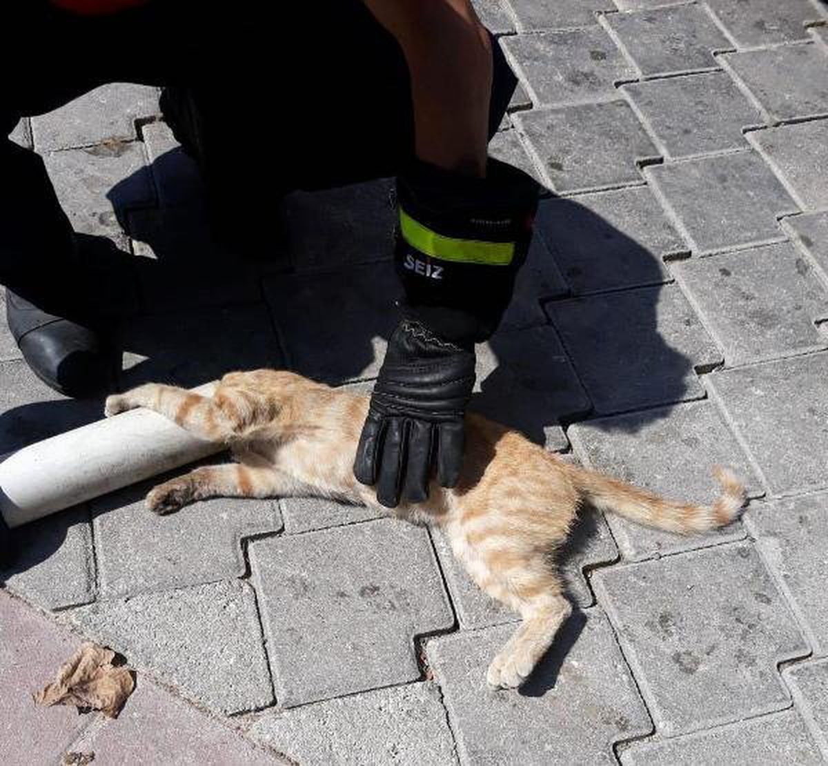 Başını boruya sıkıştıran kediyi itfaiye kurtardı