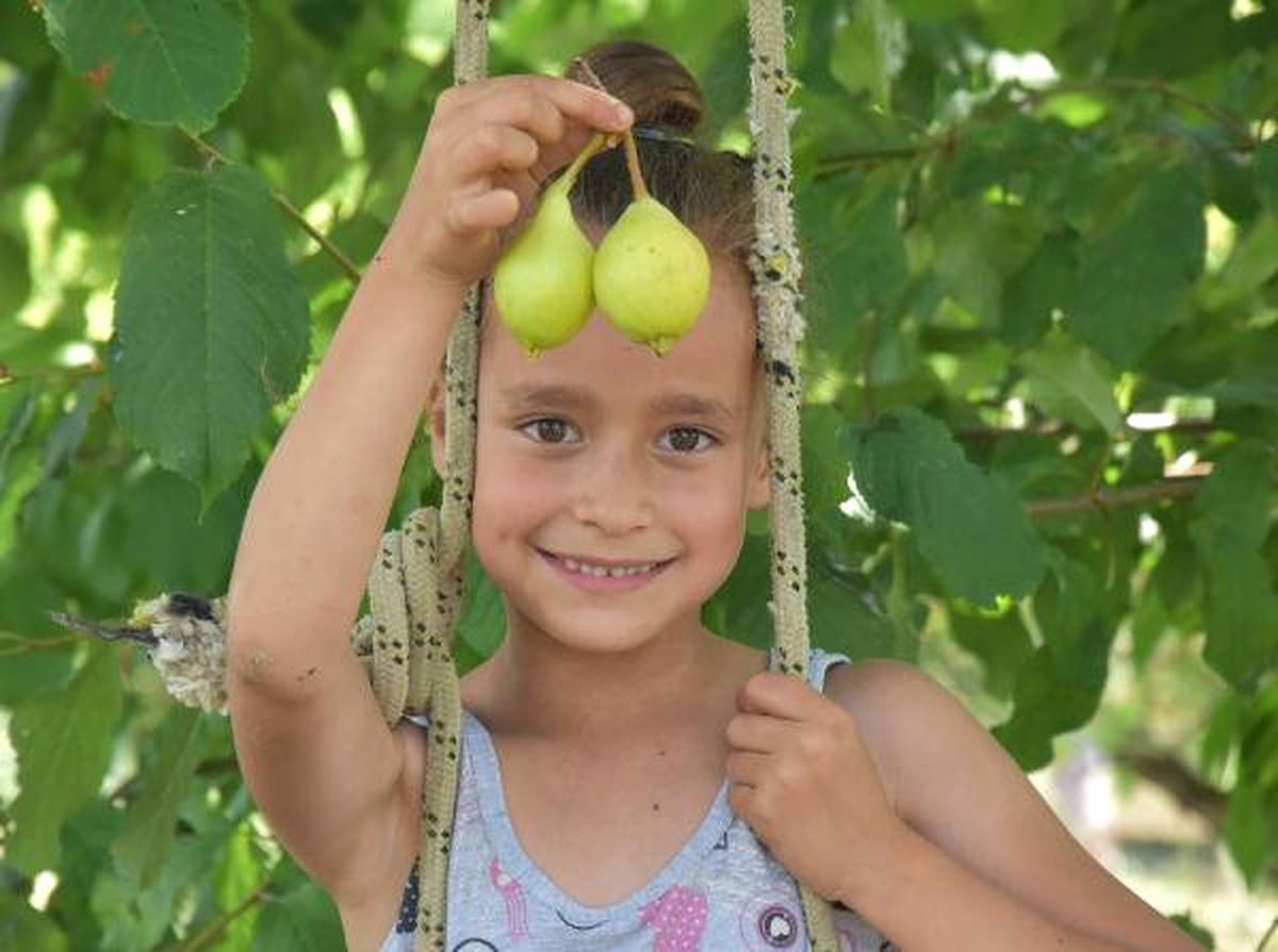 Bursa\'da \'Akça armudu\' hasadı buruk başladı