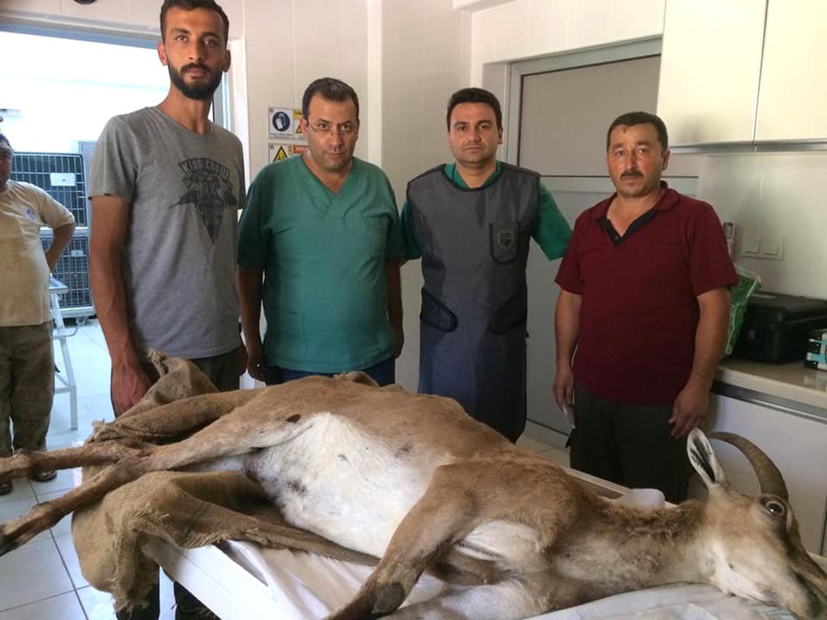 Çobanın bulduğu yaralı yaban keçisi tedavi altında