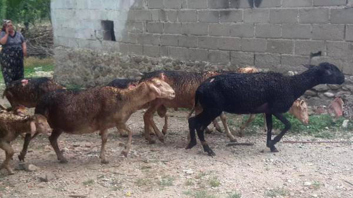 Evdeki yangın ahıra sıçradı, 14 hayvan öldü, 4 kişi dumandan etkilendi