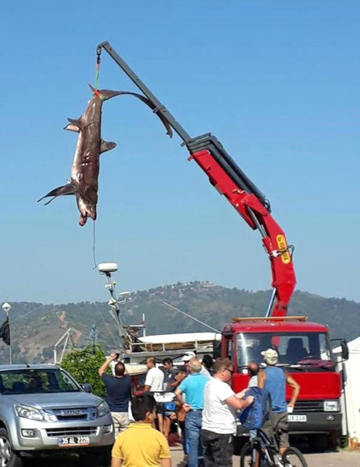 Fethiye\'de balıkçıların ağına 400\'er kiloluk 2 köpek balığı takıldı