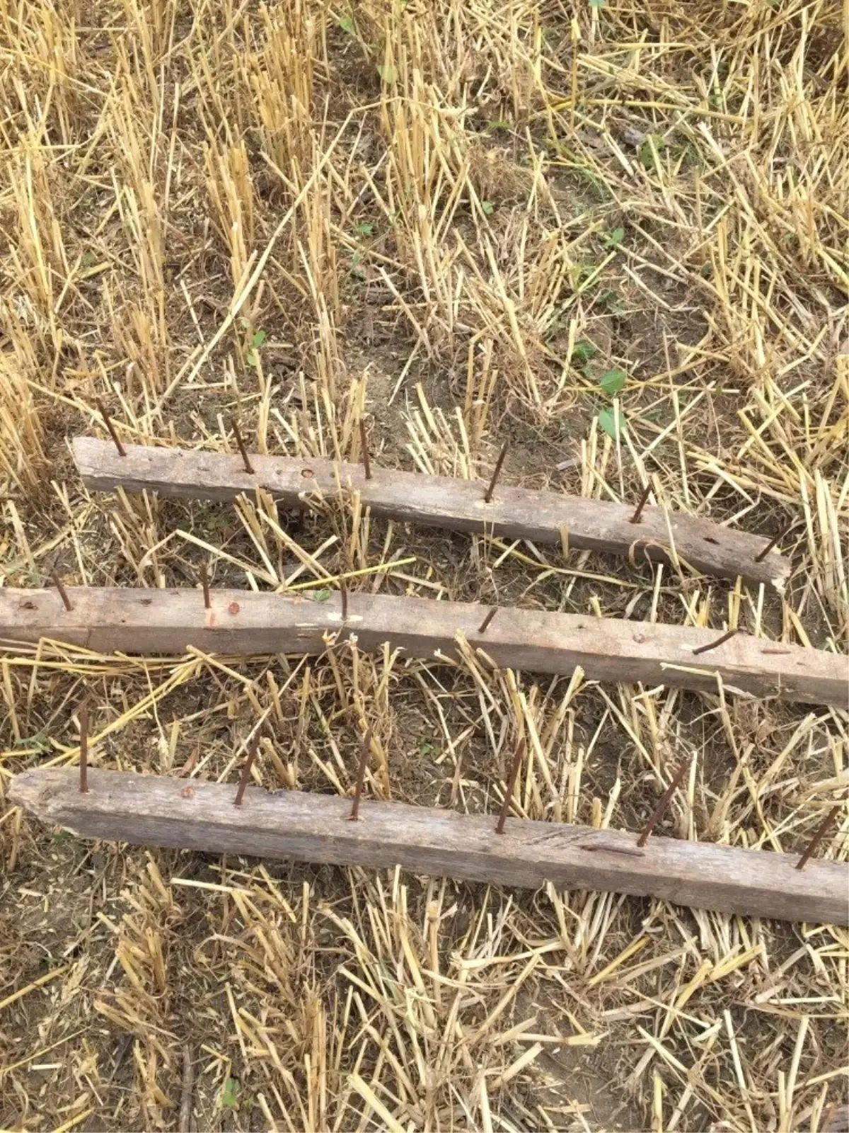 Hasat öncesi buğday tarlasında çivili tahtalar buldu