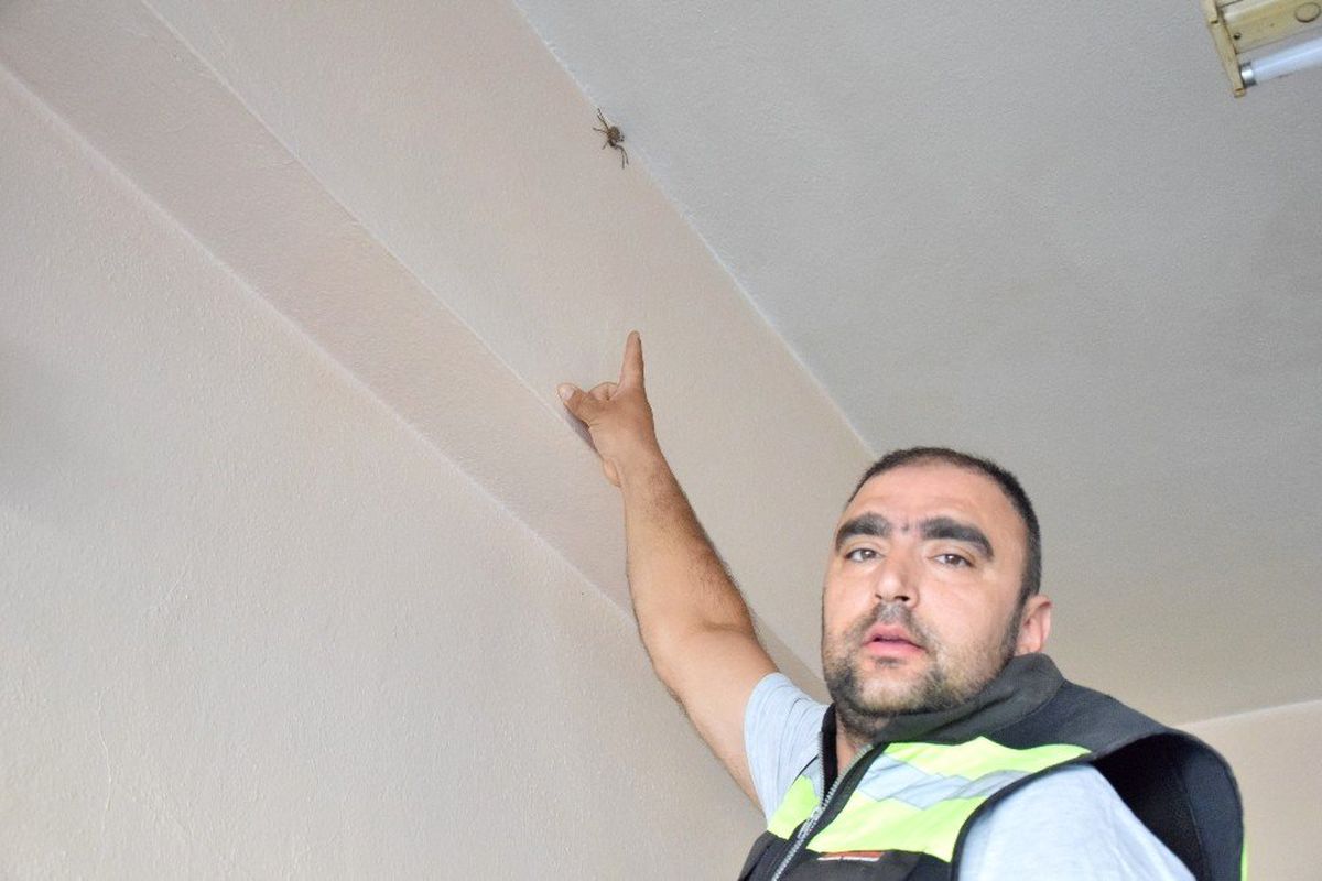 Kahvehaneye giren dev örümcek korkuttu