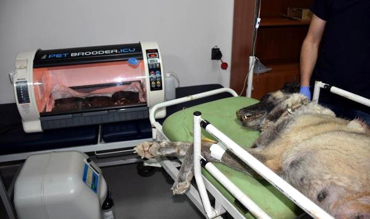 Kangal köpeği \'Haskız\', sezaryenle doğum yaptı