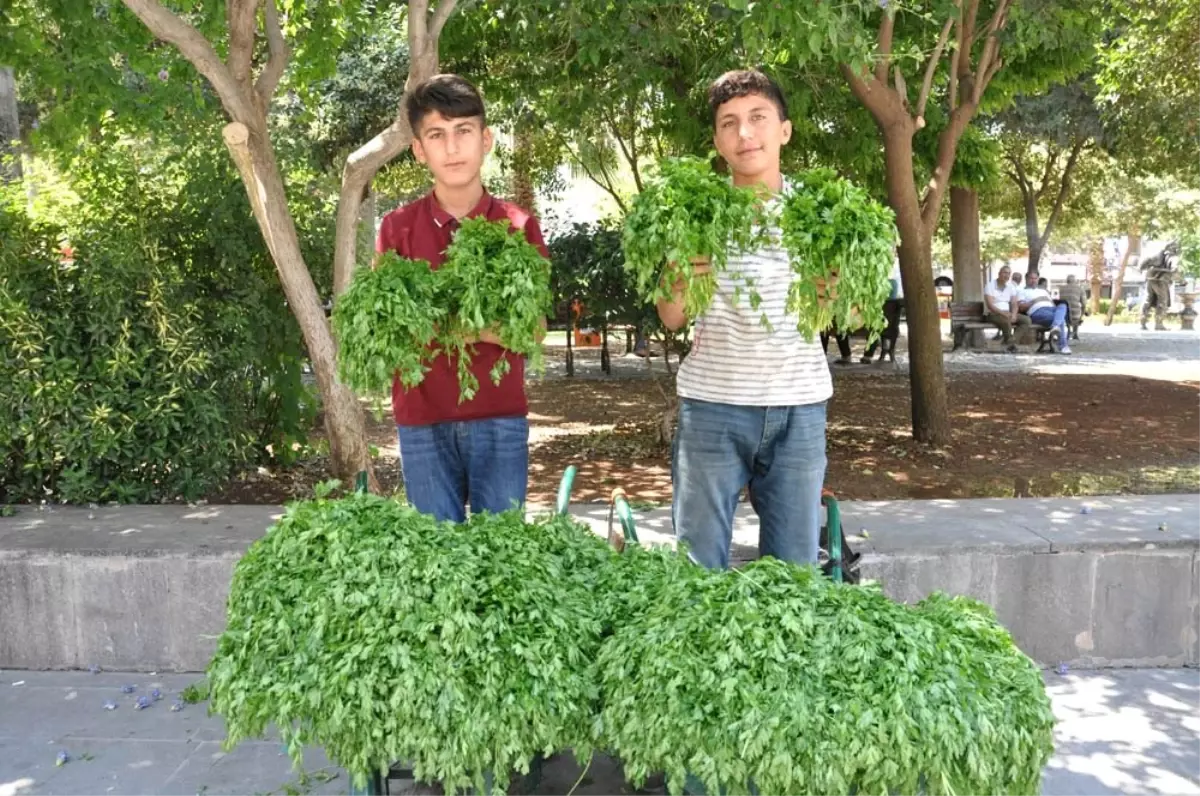 Köyden topladıkları maydanozları satıp harçlıklarını çıkarıyorlar