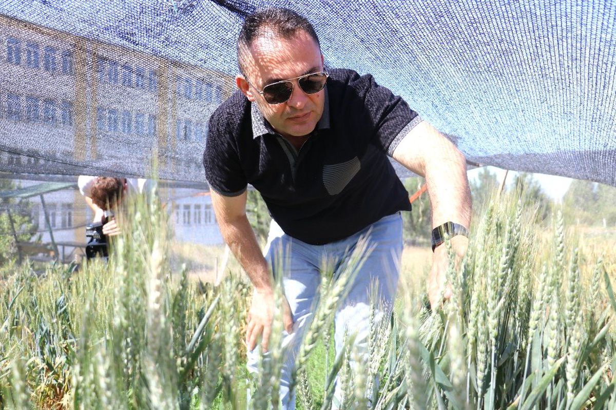 Küresel ısınma buğdayı vurdu, Türk bilim adamları da çaresini buldu