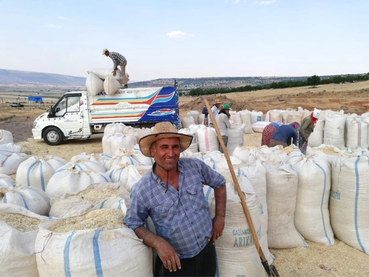 Tahılda hasattan sonra saman telaşı