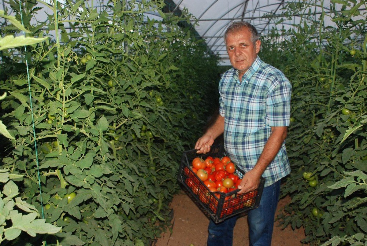 Tokat domatesi tarlada sezonu 1.70 liradan açtı