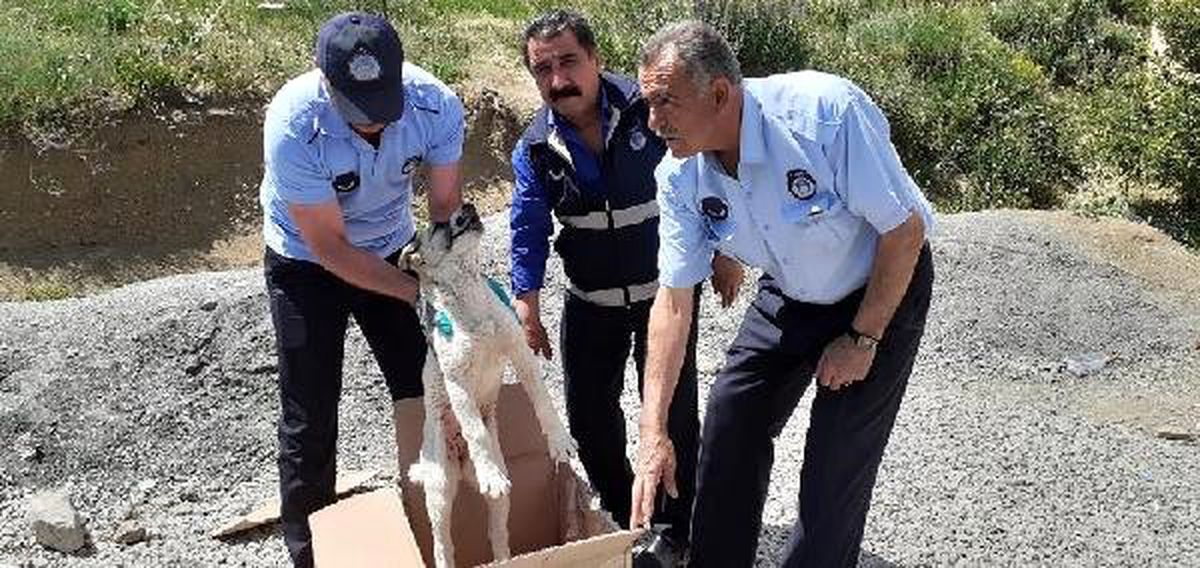 Yaralı köpeğe belediye ekibi sahip çıktı