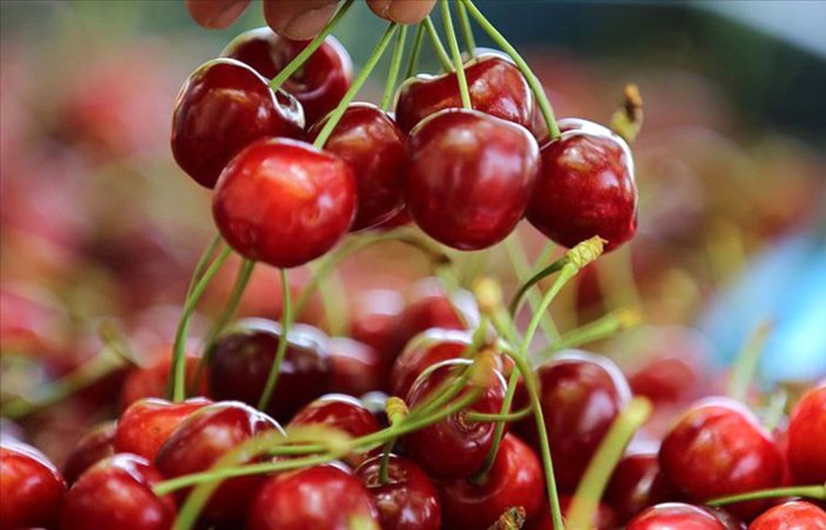 \'ABD-Çin ticaret savaşı Türk kirazına yarayabilir\'