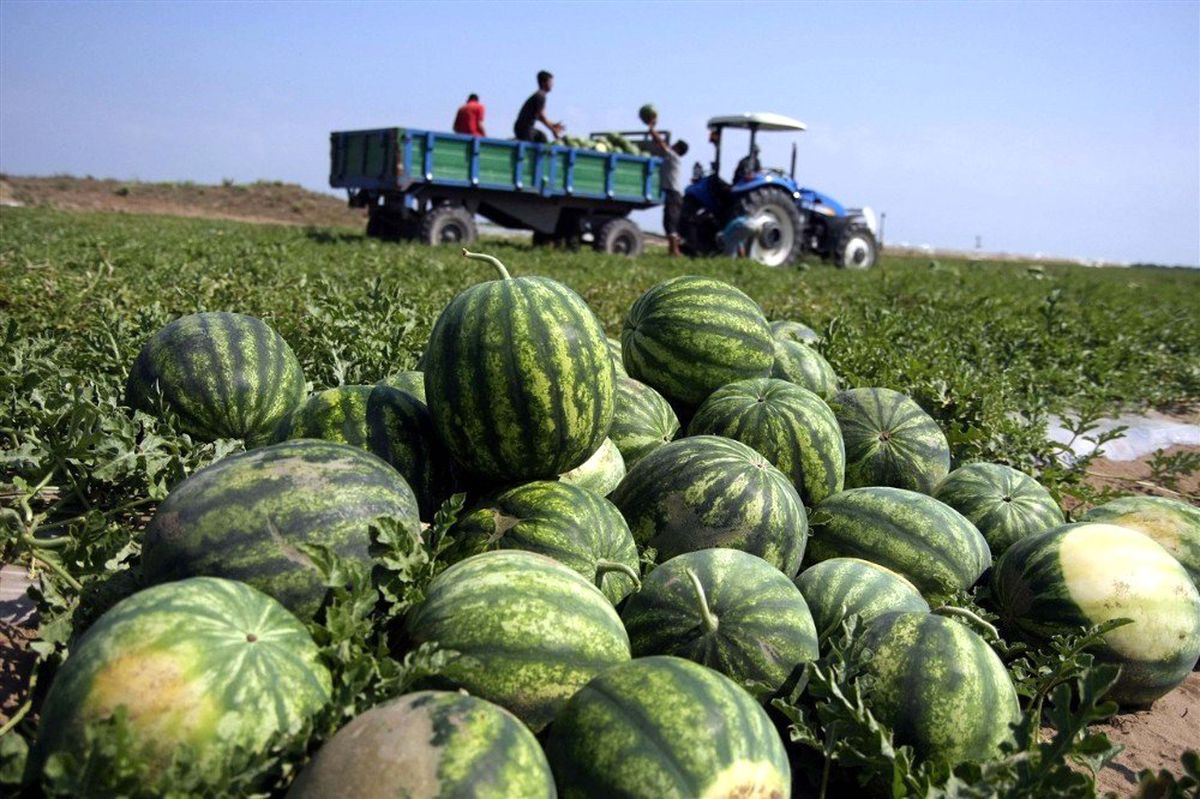 Antalya\'da karpuz üretimi 500 bin tona ulaştı
