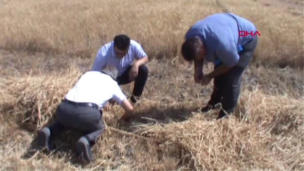 BALIKESİR BUĞDAY HASADI YAPILAN TARLALARDA DANE KONTROLLERİ YAPILIYOR