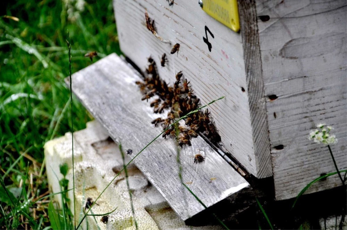Başkan Elevli; "Zamansız külleme ile mücadele arıların ölümüne neden oluyor"