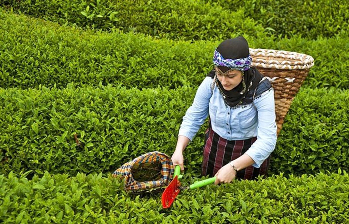 ÇAYKUR\'da yaş çay bedeli ödemelerine başlandı