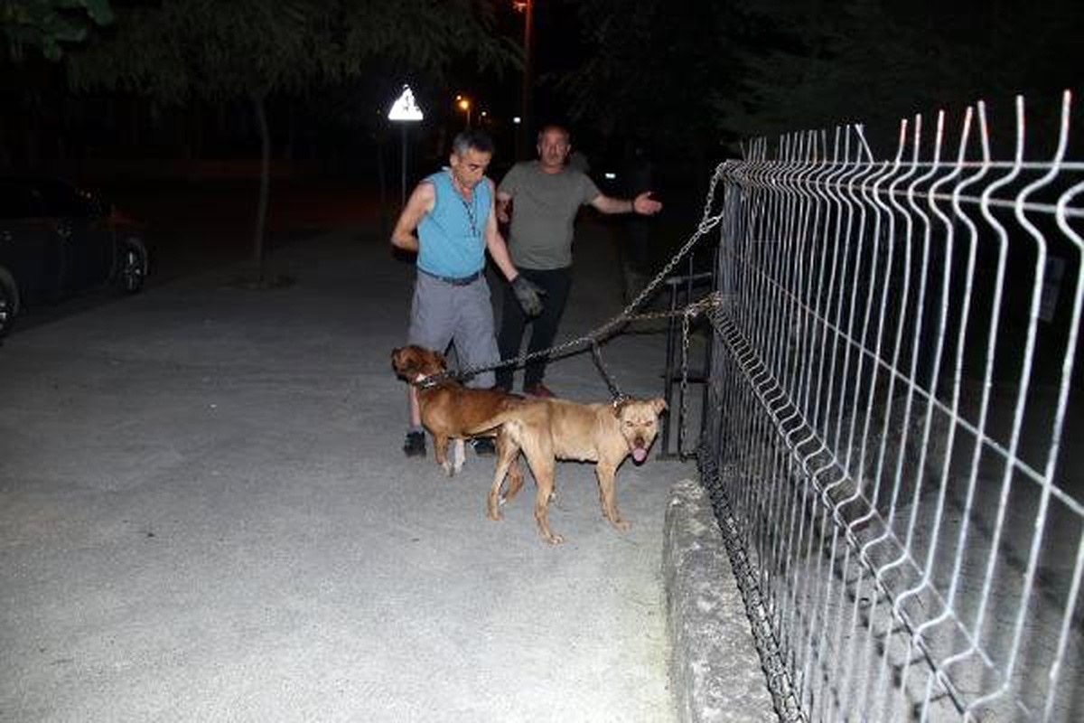 Çocuk parkı girişine bırakılan 2 pitbull korkuttu