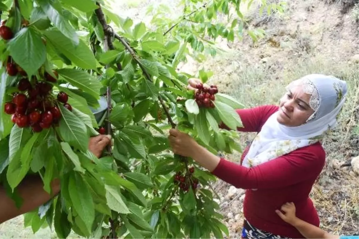 Dalbastı kirazında hedef, 3 bin 700 ton ihracat