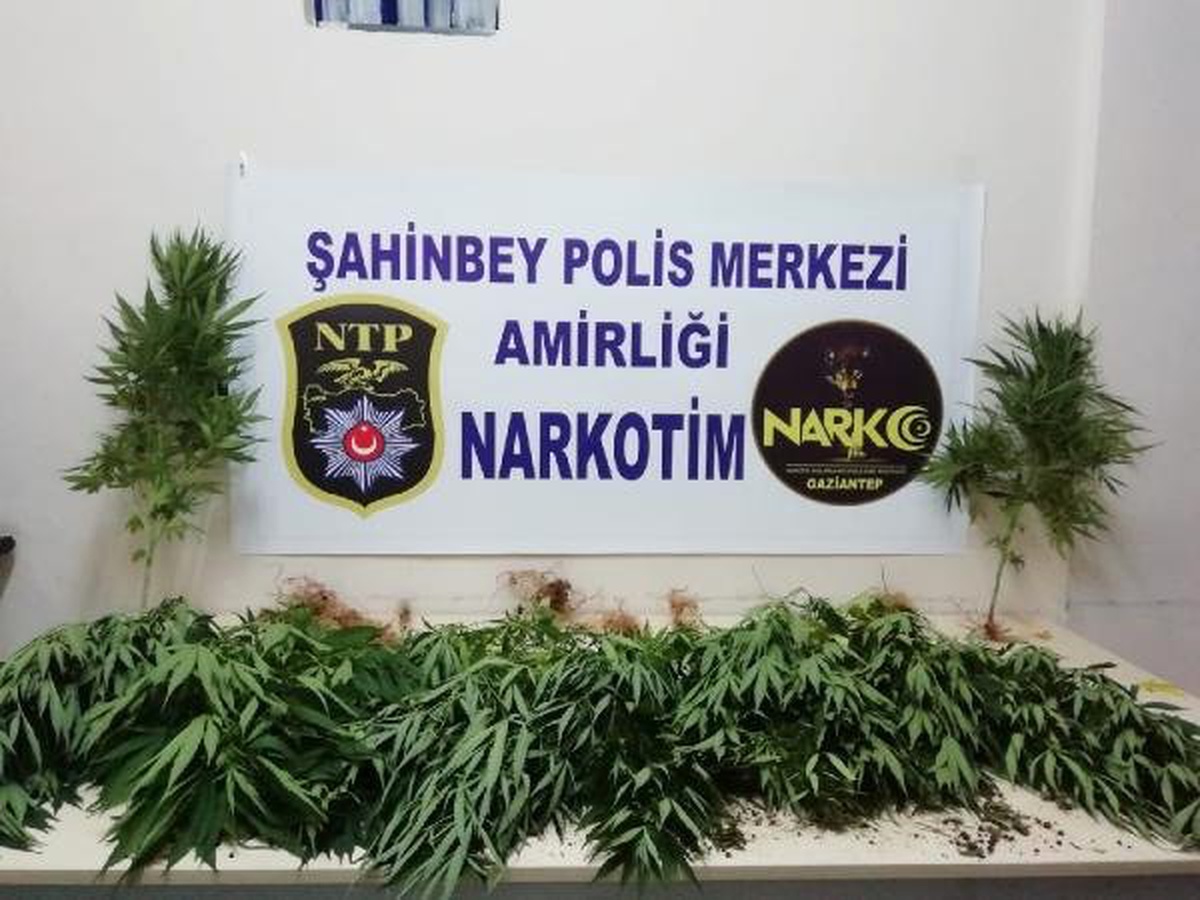 Gaziantep\'te 23 kök Hint keneviri ele geçirildi