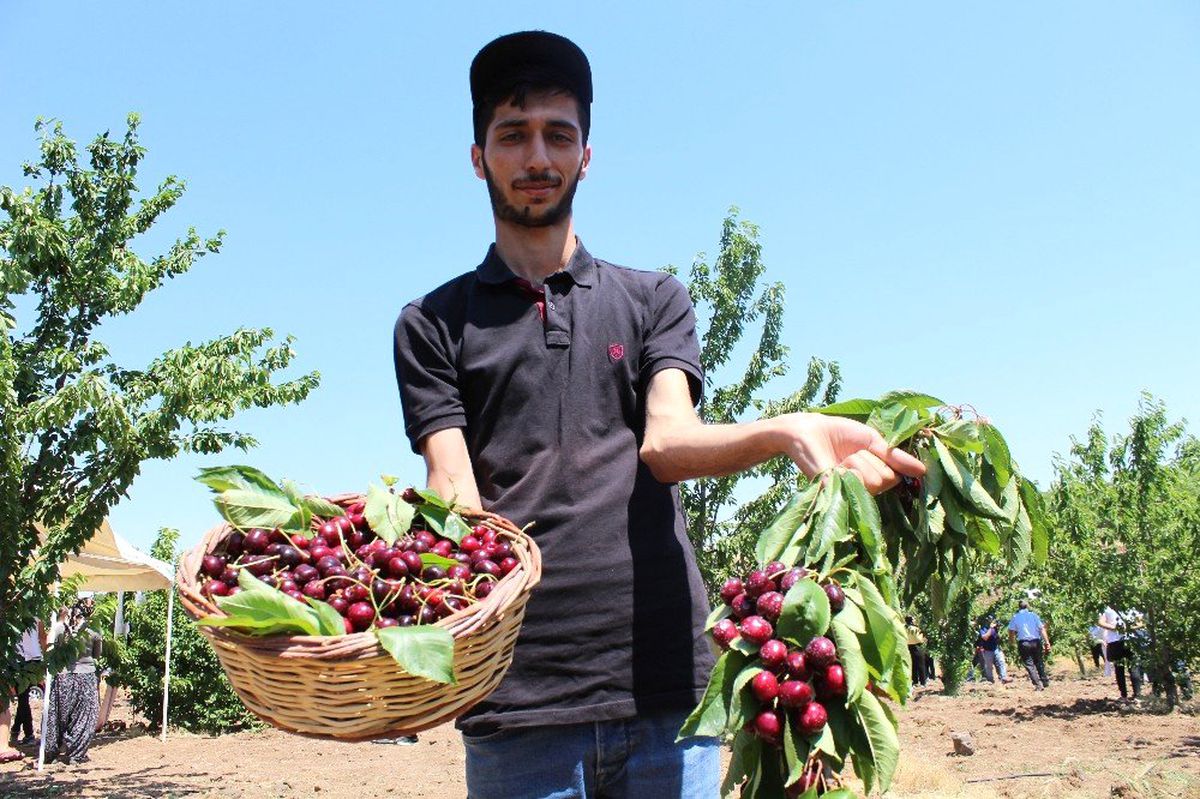 Harput kirazında hasat zamanı