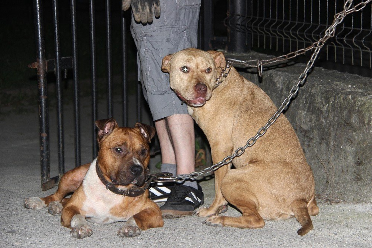 İki pitbull cinsi köpeği park girişine bağlayıp kaçtılar