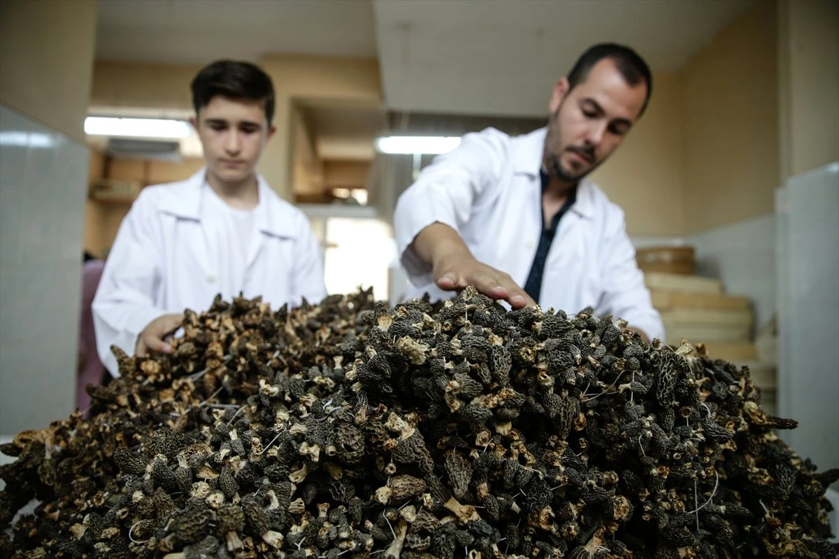 Kuzu göbeği mantarının kilogramı 250 euroya ihraç ediliyor