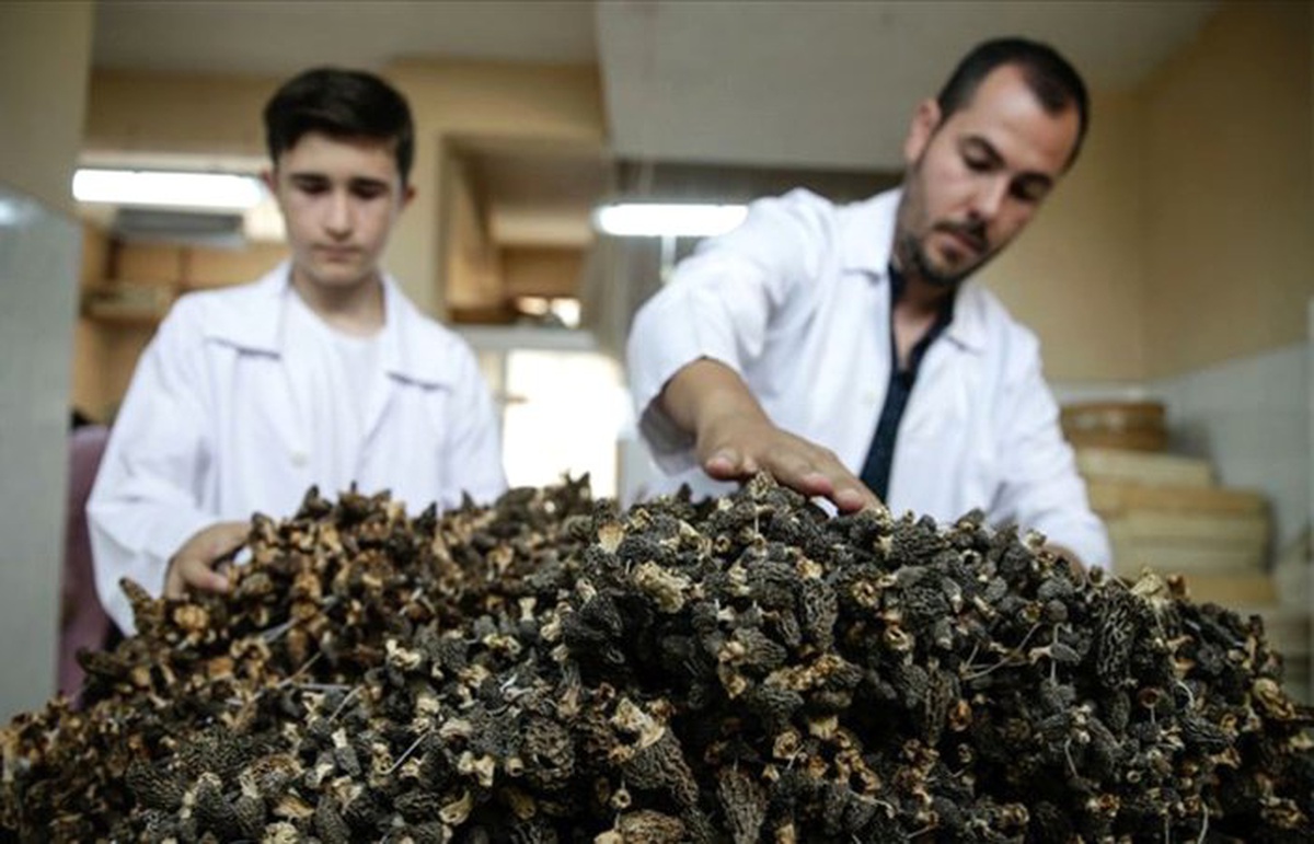\'Kuzu göbeği\'nin kilogramı 250 euroya ihraç ediliyor