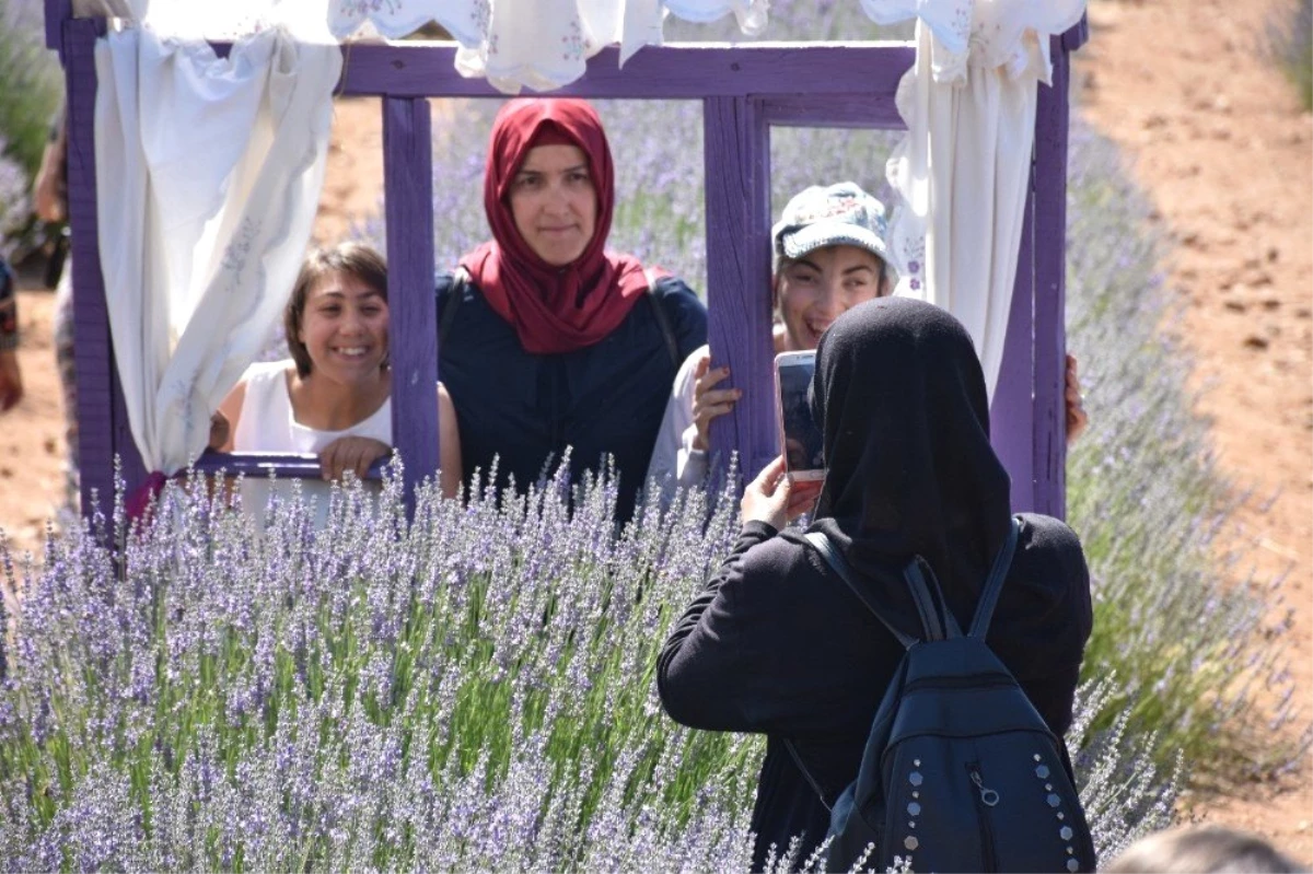 Lavanta bahçelerinde görsel şölenle, doğanın rengi mor ve yeşile dönüştü