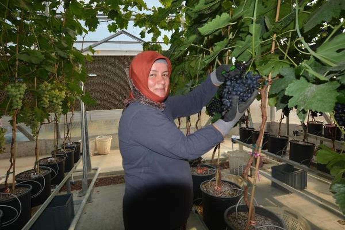 Manisa\'da topraksız üretilen sofralık üzümde ilk hasat yapıldı