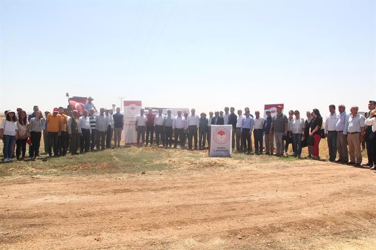 Mardin\'de çiftçilere arda nohut çeşidi tanıtıldı