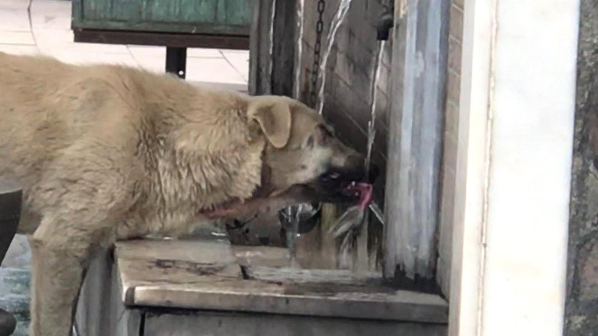 Musluktan su içen köpek ilgi odağı oldu