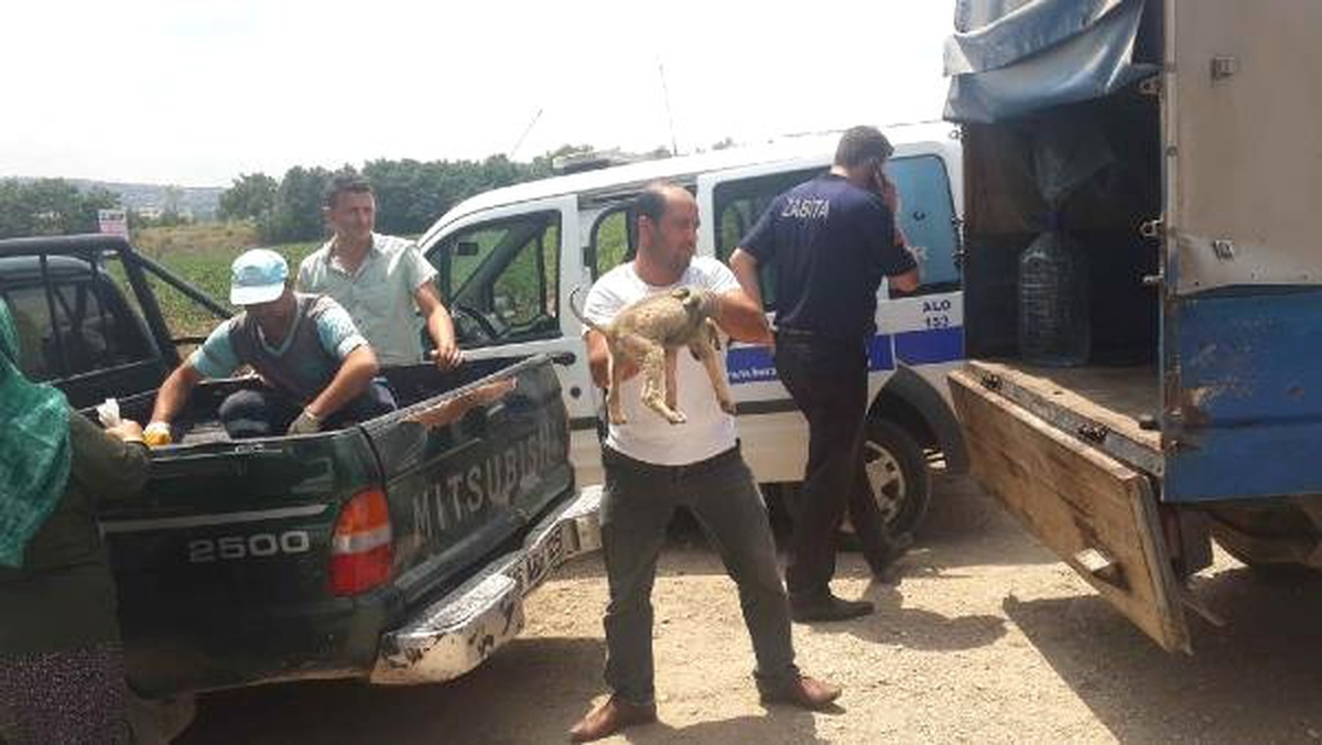 Sahipsiz yavru köpekler koruma altında