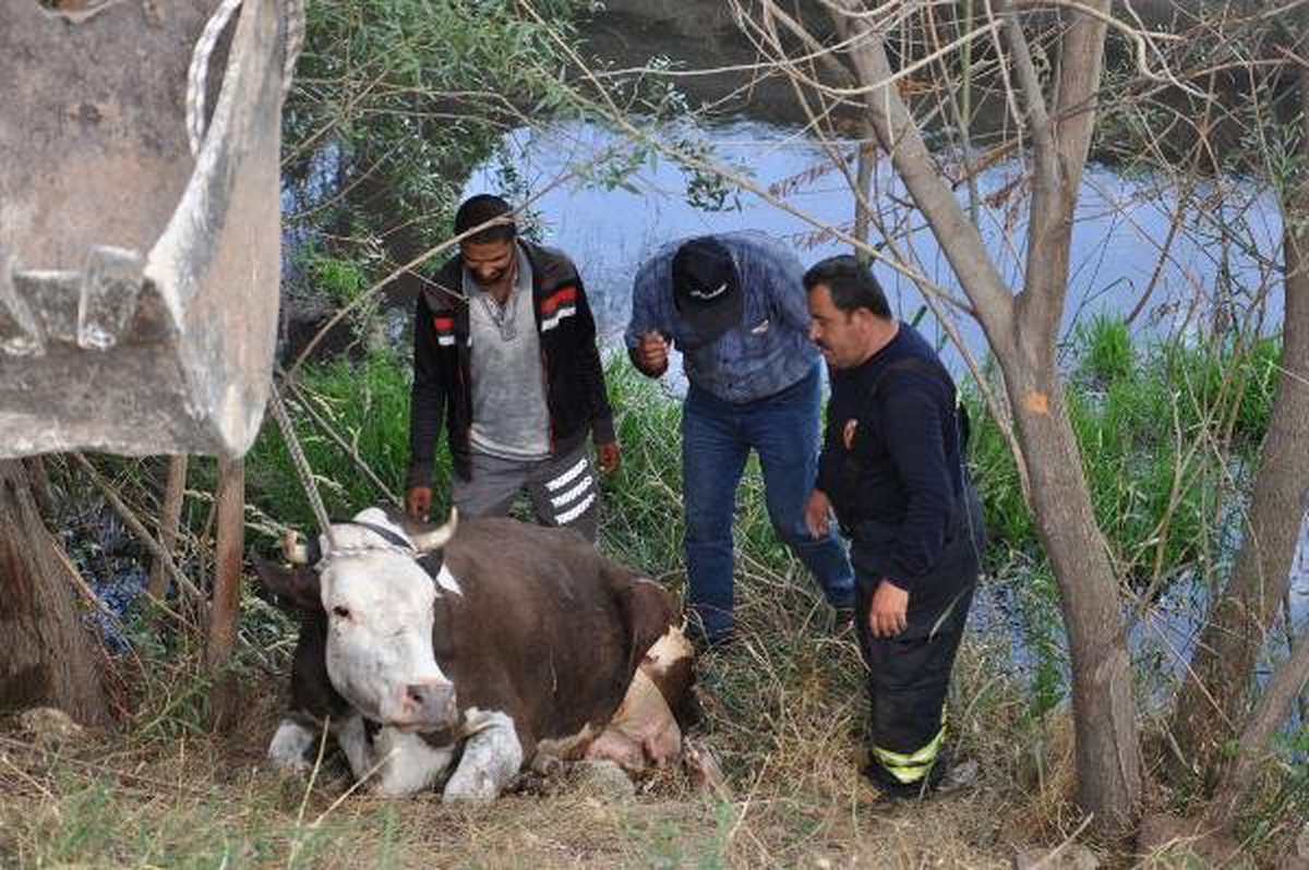 Sulama kanalına düşen inek, kurtarıldı