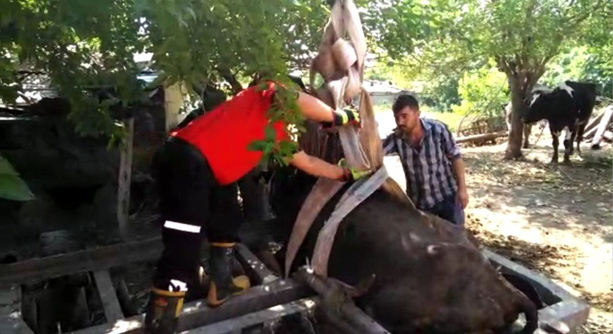 Tarım aletine sıkışan ineği CANKUR kurtardı