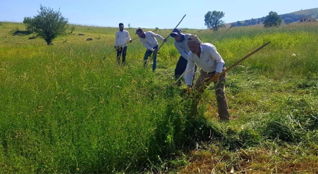 Üniversite mezunu kızgın güneş altına tırpan çekiyor