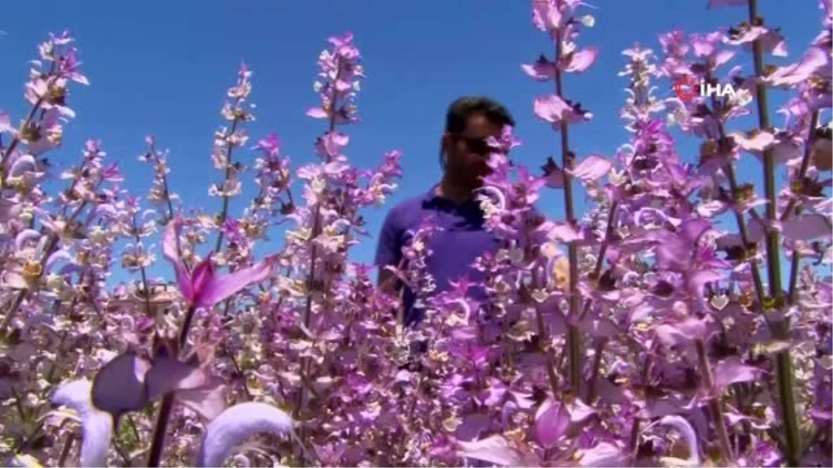 Van Gölü kıyısında rengarenk tıbbi bitkiler bahçesi