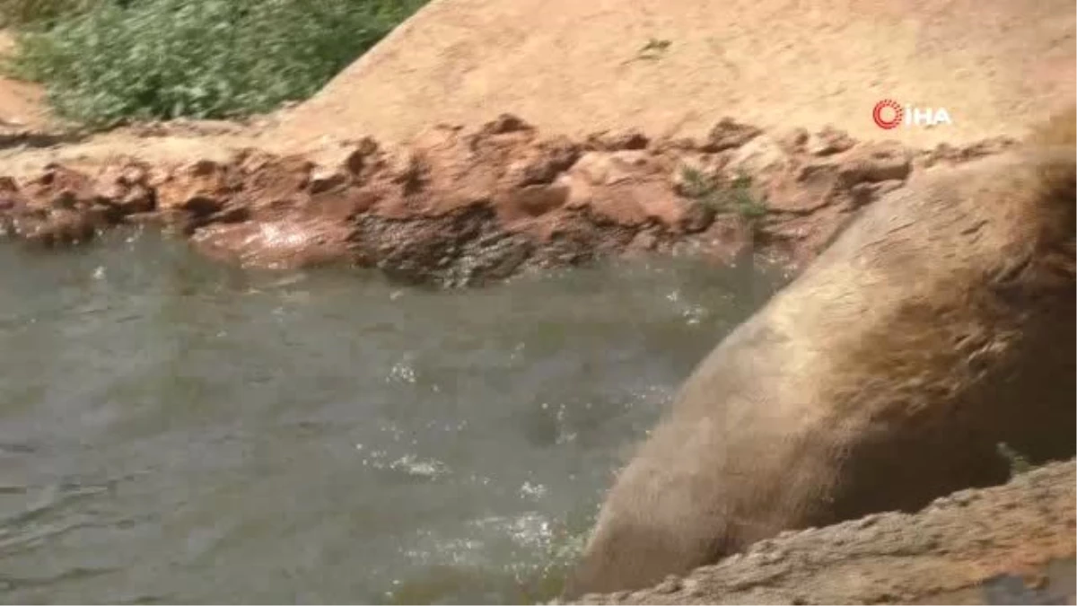 Antalya\'da ayıların sıcak havada havuz keyfi